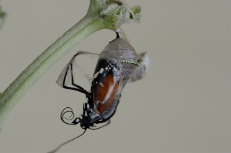 bankim desai XShUaqahkZM unsplash